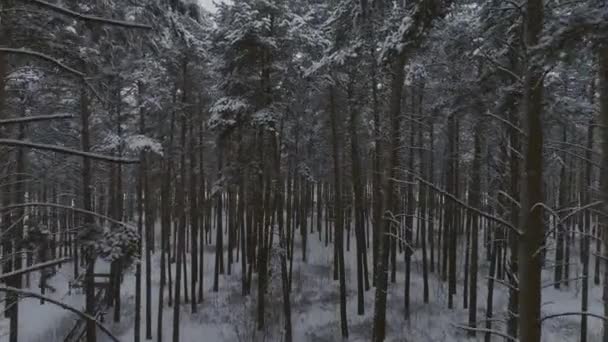 冬の森 カメラは森の奥から頂上まで上昇し 木々の上を飛ぶ 雪の中の木 地平線では — ストック動画