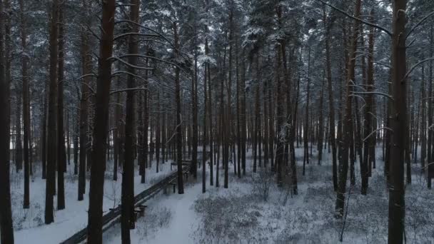冬の森 カメラは森の奥から頂上まで上昇し 木々の上を飛ぶ 雪の中の木 地平線の村 — ストック動画