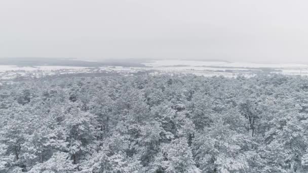 カメラは冬の雪の森を飛び越え 森の奥へと降りていく 地平線では — ストック動画