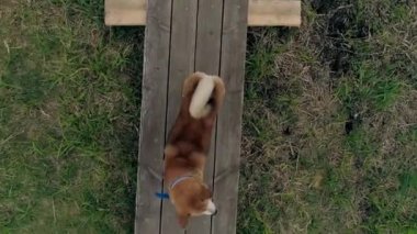 Ahşap kaldırımda Akita Inu köpeğinin tepesinde kameraya bakıyordu. Helikopterin pervanelerinden gelen rüzgar ona doğru esiyor..