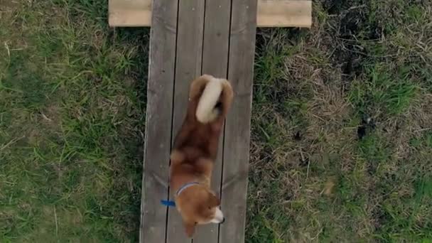 Cubra Cão Akita Inu Uma Calçada Madeira Olhando Para Câmera — Vídeo de Stock