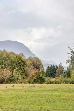 Kanada kazlar bir sonbahar fırtınalı gökyüzü altında yiyecek arama