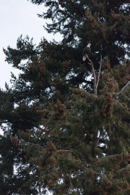 Kel kartal ağacının en üstünde oturan