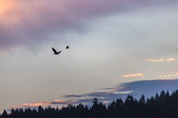 Aquila calva inseguita sopra la foresta dal corvo — Foto Stock