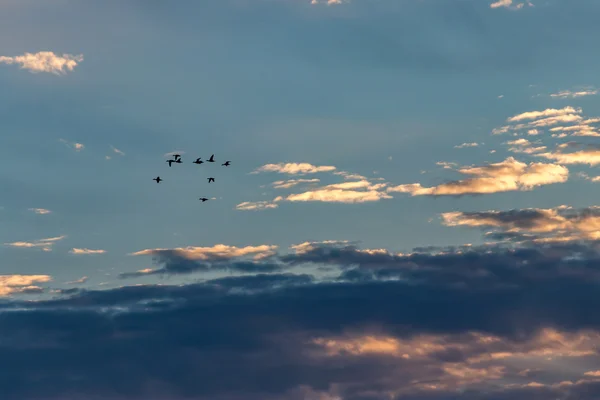 Маленькая стая канадских гусей в утренних облаках — стоковое фото
