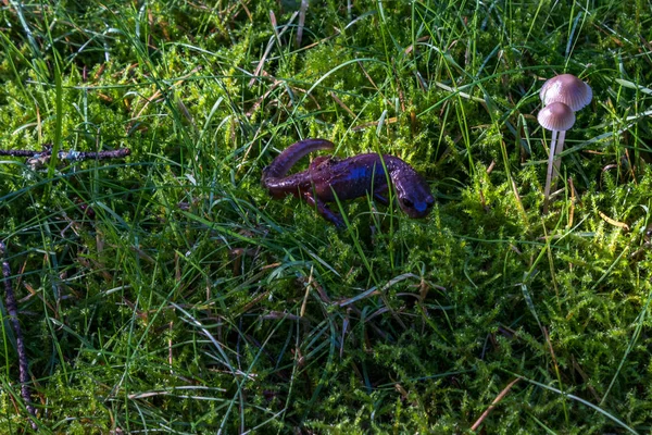 Salamandra vicino a funghi — Foto Stock