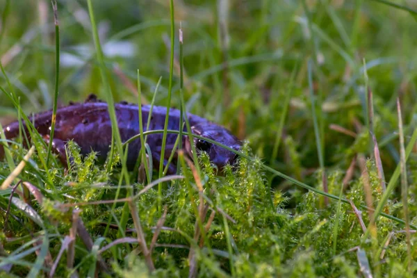 Salamandra zerka przez źdźbła trawy — Zdjęcie stockowe