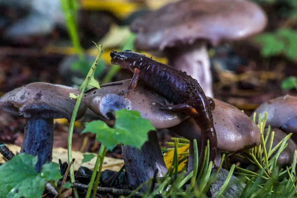 salamander on broken mushroom