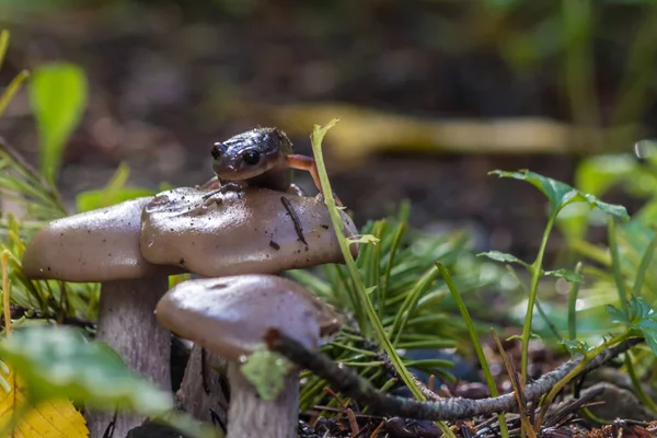 Salamandra czołgał się na grzyby — Zdjęcie stockowe