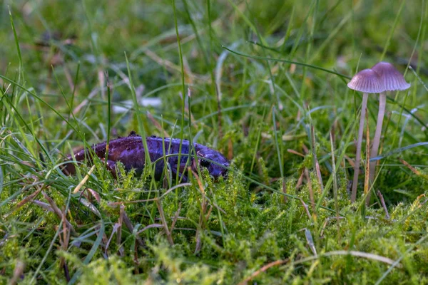 Fungo sopra salamandra — Foto Stock