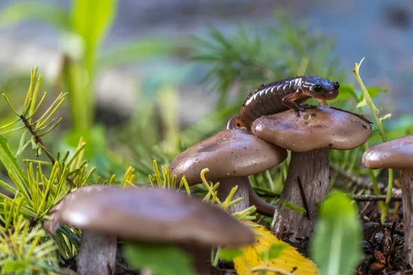 Glad salamander på svamp — Stockfoto