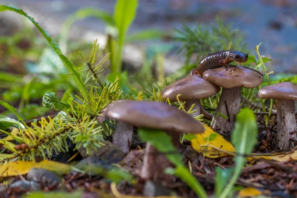 Liten salamander på shrooms — Stockfoto