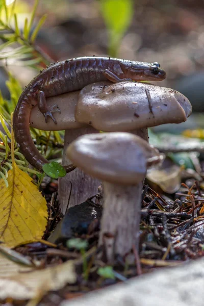 キノコに巻き付けるサラマンダー — ストック写真