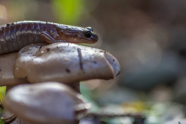 Nahaufnahme von Salamander — Stockfoto