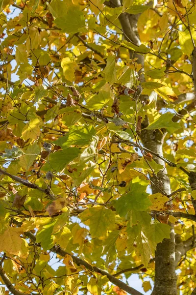 Gyllene grönt bladverk — Stockfoto