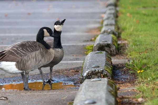 Gansos canadenses bebendo fora da poça — Fotografia de Stock