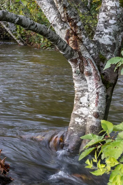 Rio inundado em torno da árvore de bordo — Fotografia de Stock