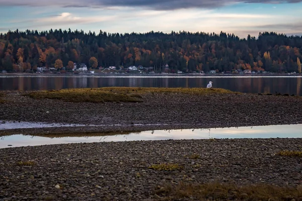Seagull sitter på falla färgade shore — Stockfoto