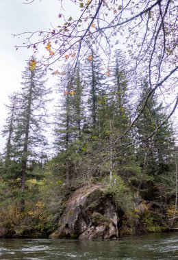 uzun boylu ağaçlar nehir uçurumun
