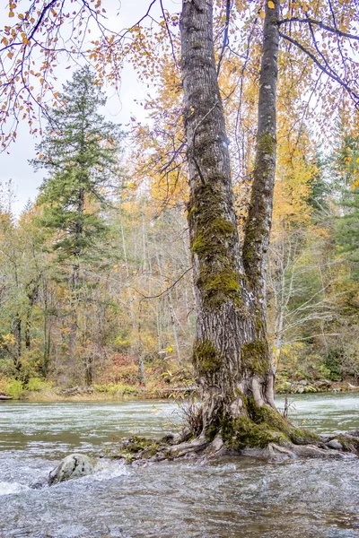 Überfluteter Baum ragt im Herbst empor — Stockfoto