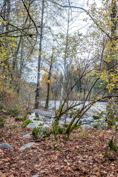 Пород вдоль лесной реки осенью — стоковое фото