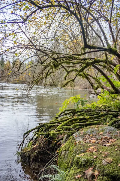 Moosige Wurzeln über dem Fluss — Stockfoto
