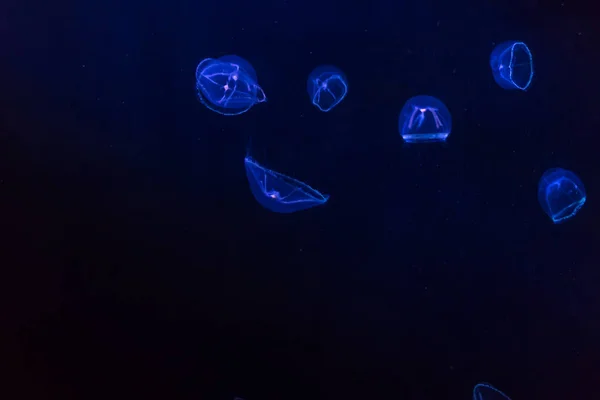 Świecące meduzy w zbiorniku — Zdjęcie stockowe