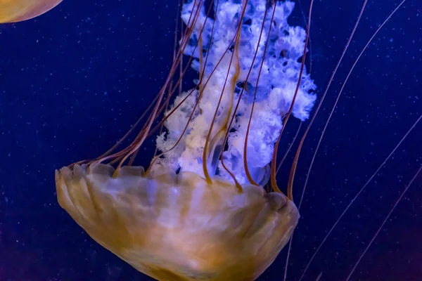 Méduses rougeoyantes dans le réservoir — Photo