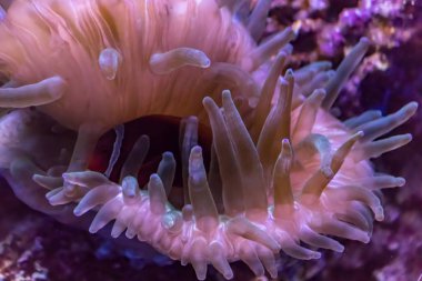 Deniz anemone parlayan silah ile