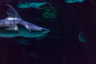 köpekbalığı tank 