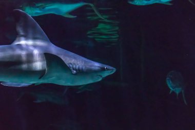 bir su tankında büyük köpek balığı