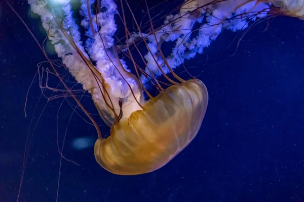 Deux méduses flottent à la lumière — Photo