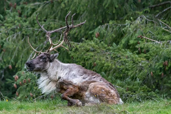 지상 떨어져 얻기 raindeer — 스톡 사진