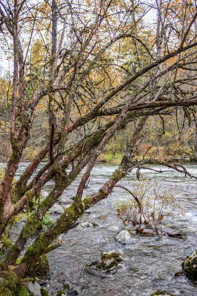 Δέντρου overhanging ποταμού — Φωτογραφία Αρχείου