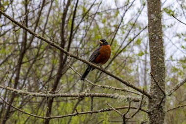 Kırmızı göğüslü kuş türü ağaç bahar