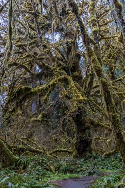 yağmur ormanlarında yosunlu dev