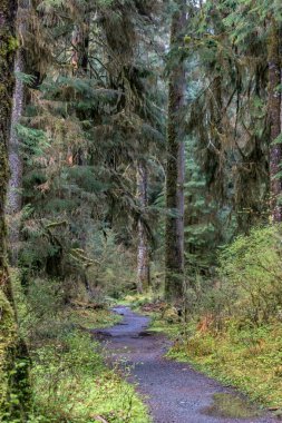 yağmur ormanları ile ıslak iz