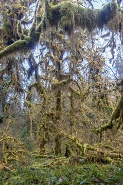 yağmur ormanlarında yosunlu overgroth