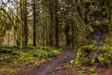 parlak bahar yeşil yağmur ormanı ile iz