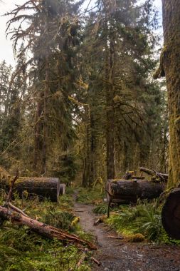 düşen ağaçları kesmek iz 