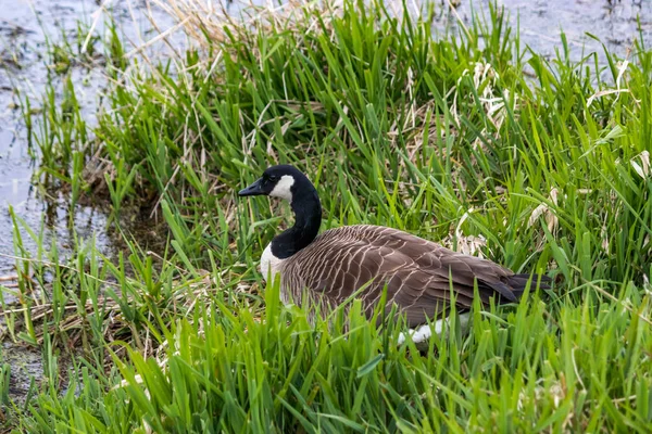 Canadian goose in tall grass — Stock Photo, Image