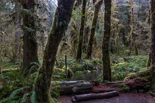 Günlükleri ve ağaçlar yağmur ormanlarında — Stok fotoğraf