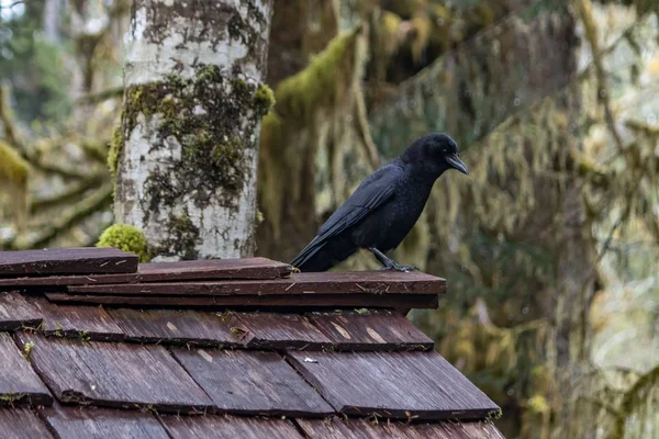 Corbeau regardant vers le bas de tuiles de toit — Photo