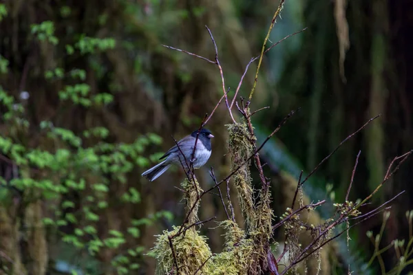 Pequeño pájaro balanceo en nuevo crecimiento de primavera — Foto de Stock