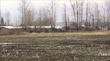 Kuşlar ağaçlar ve çamurlu field_1 üzerine akın
