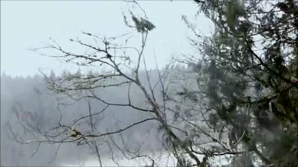 Ριπές ανέμου βαριά σχετικά με τα δέντρα κατά τη διάρκεια καταιγίδας — Αρχείο Βίντεο