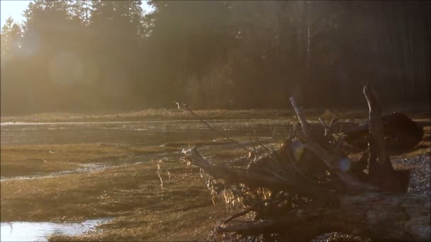 Tree roots and grass on mud flats with fog — Stock Video