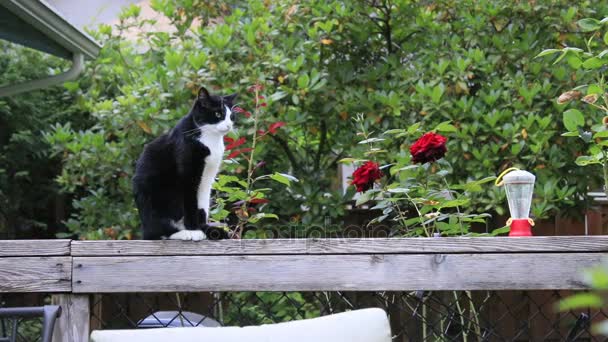 Schwarze und weiße Katze in der Nähe von Rosen — Stockvideo