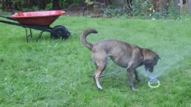 Islak köpek ısırıkları ve yağmurlama ile çalış