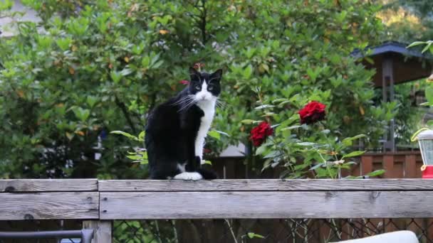 Кошка моргает и сидит снаружи — стоковое видео